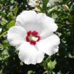 2 Ways for Putting God on the Throne of Your Life 495x400