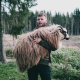 Man holding heavy sheep